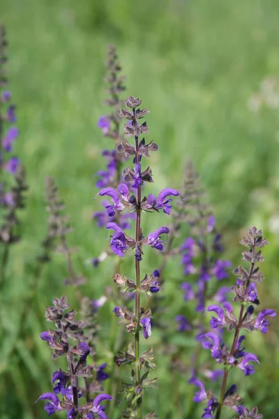 Salvia Prfsis Bloom Мудрый Завод Фиолетовыми Цветами Лугу — стоковое фото