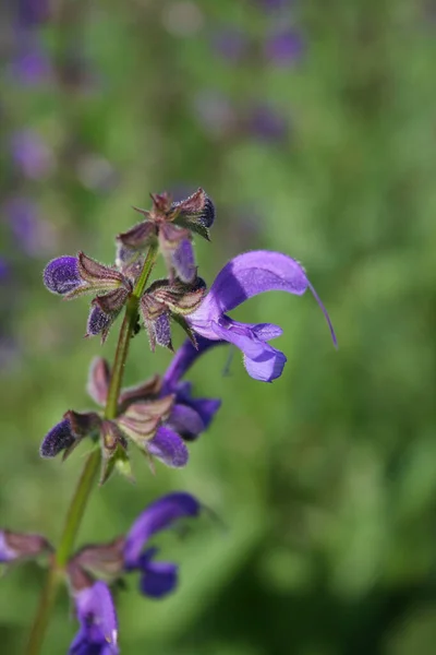 Salvia Pratensisが咲きます 牧草地に紫色の花を持つセージ植物 — ストック写真