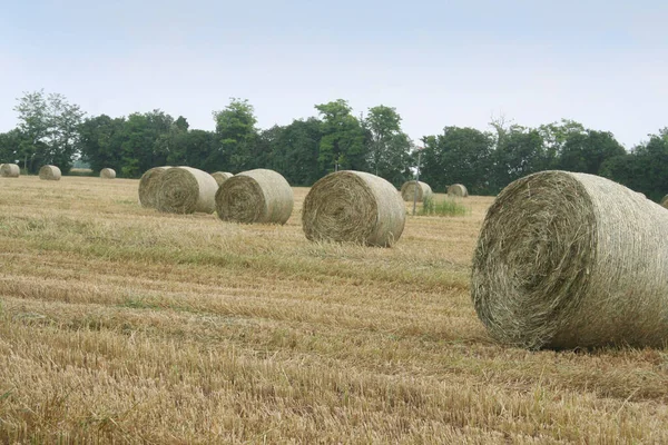 Halmbalar Fältet Jordbrukslandskap Sommaren — Stockfoto