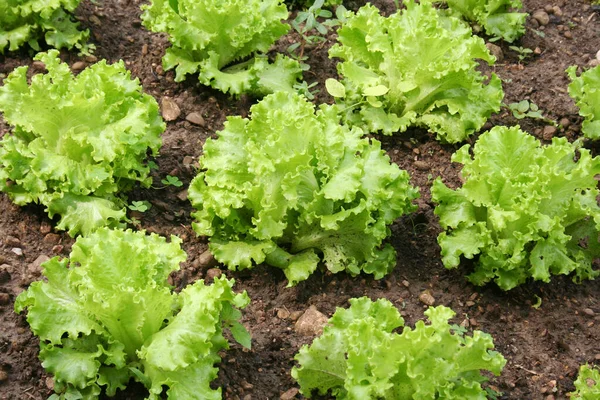 Junge Frische Grüne Salatpflanzen Wachsen Boden Salatanbau Gemüsegarten — Stockfoto