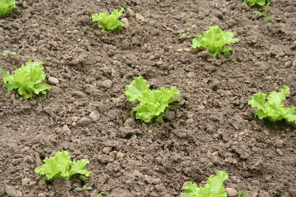 Daun Selada Hijau Muda Tumbuh Tanah Budidaya Salad Kebun Sayuran — Stok Foto