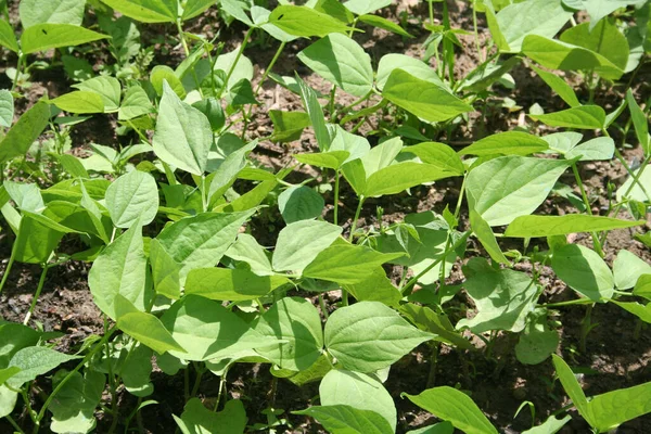 Plantas Guisante Verde Creciendo Fila Huerto Cultivo Pisum Sativum —  Fotos de Stock