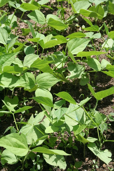 Plantas Guisante Verde Creciendo Fila Huerto Cultivo Pisum Sativum —  Fotos de Stock