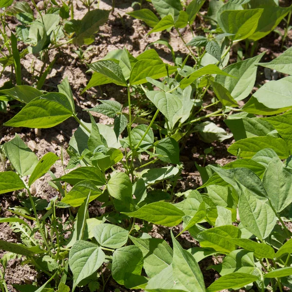 Plantas Guisante Verde Creciendo Fila Huerto Cultivo Pisum Sativum —  Fotos de Stock