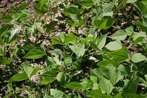 Plantas Guisante Verde Creciendo Fila Huerto Cultivo Pisum Sativum —  Fotos de Stock