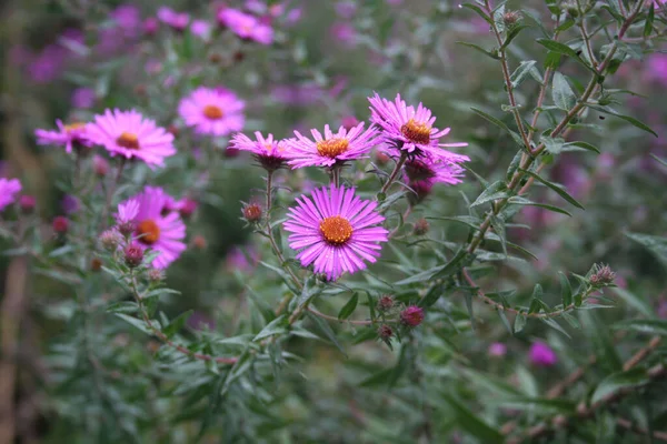 Bunch Pink Aster Frikarti Flowers Covered Rain Drops Garden — Stock Photo, Image