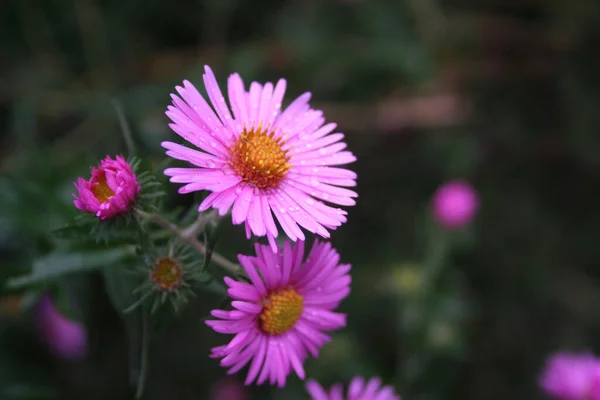 Bunch Pink Aster Frikarti Flowers Covered Rain Drops Garden — Stock Photo, Image