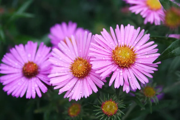 Bahçede Yağmur Damlalarıyla Kaplanmış Bir Demet Pink Aster Frikarti Çiçeği — Stok fotoğraf