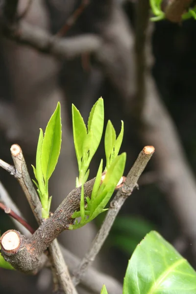Unga Färska Gröna Blad Cherry Laurel Buske Krypterad Häck Prunus — Stockfoto