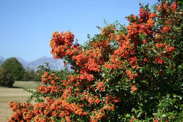 ピュラカンタまたはFirethornヘッジ青い空に対して秋に美しい熟した赤い果実 — ストック写真