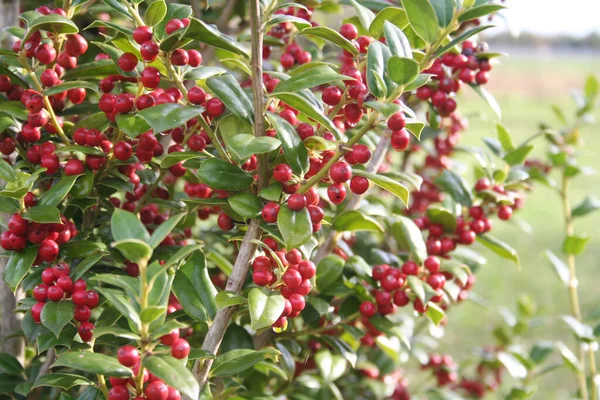 Holly Drzewo Pięknymi Dojrzałymi Czerwonymi Jagodami Zimie Krzew Ilex Cornuta — Zdjęcie stockowe