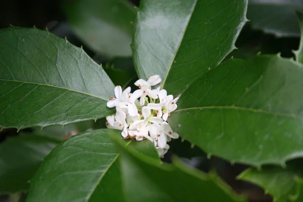 Białe Kwiaty Zapachów Osmanthus Gałęzi Słodka Oliwa Rozkwicie Ogrodzie — Zdjęcie stockowe