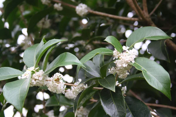 Flores Blancas Osmanthus Fragrans Rama Dulce Oliva Flor Jardín — Foto de Stock