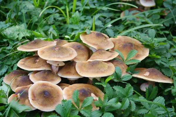 Grupo Hongos Miel Bosque Armillaria Mellea Fondo Otoño —  Fotos de Stock