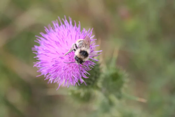 Abeja Miel Recogiendo Néctar Rosa Flor Cardo Rastrero Abeja Flor — Foto de Stock