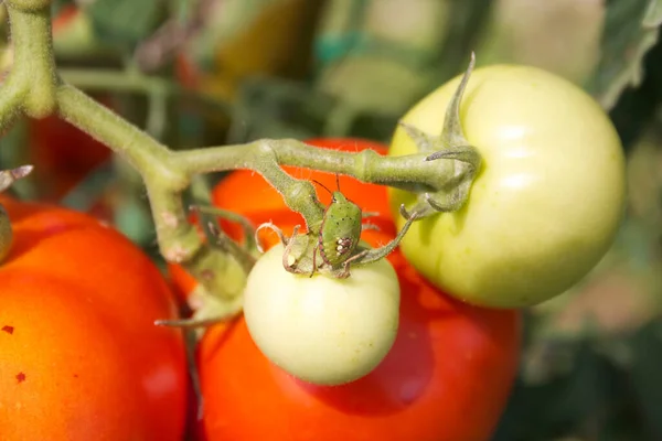 Zielona Tarcza Pomidorze Ogrodzie Warzywnym Nezara Viridula Owad Uszkodzonej Uprawie — Zdjęcie stockowe