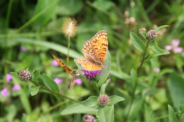 Two Brenthis Daphne Butterfly Pink Flower Meadow Marbled Fritillary — Stock Photo, Image