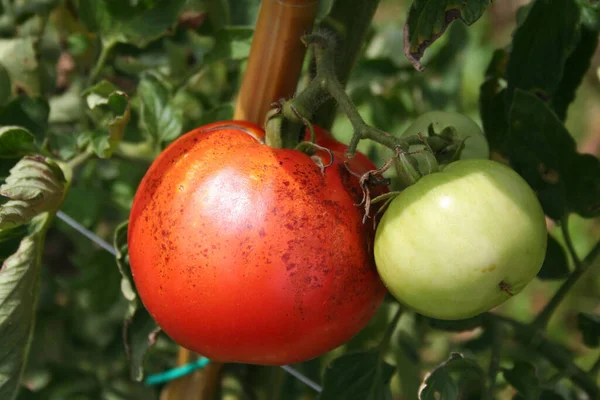 Pomodori Impianto Con Malattia Pomodori Marci Nell Orto — Foto Stock