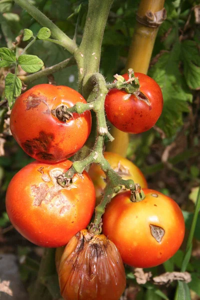 Tomaten Auf Pflanzen Mit Krankheiten Gammelige Tomaten Gemüsegarten — Stockfoto