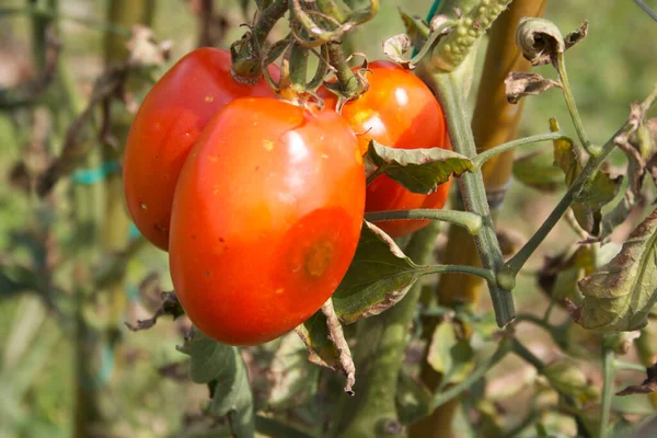 stock image Tomatoes on plant with disease. Rotten tomatoes in the vegetable garden