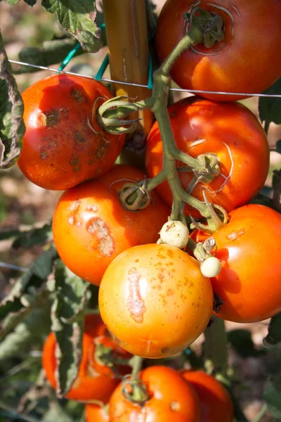 病気の植物のトマト 菜園での腐ったトマト — ストック写真