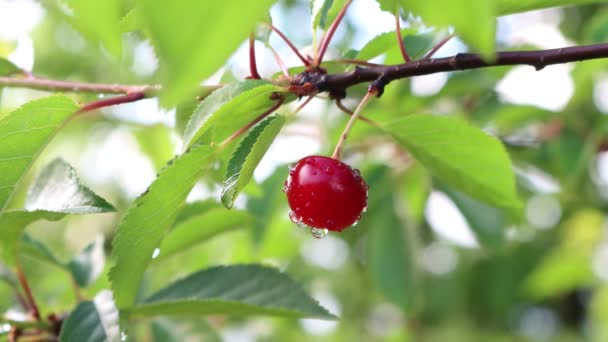 Fruto Cereza Amarga Roja Madura Cubierta Por Gotas Lluvia Rama — Vídeo de stock