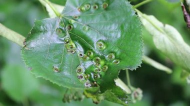 Linden ağacı yeşili yapraklarında hastalık. Yaprağın üzerindeki Eriophyes tiliae 'nin sebep olduğu safralar.. 