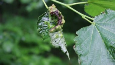 Linden ağacı yeşili yapraklarında hastalık. Yaprağın üzerindeki Eriophyes tiliae 'nin sebep olduğu safralar.. 