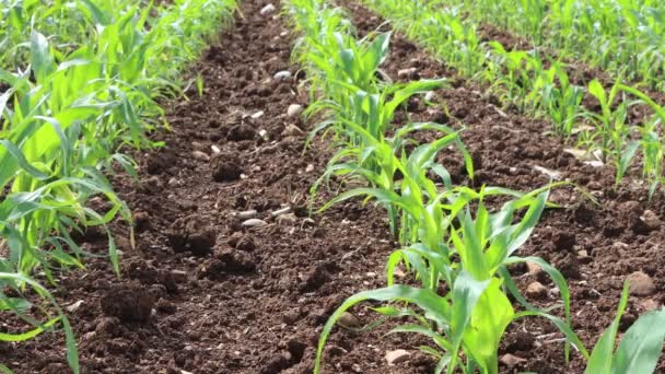 Pequeñas Plantas Maíz Que Crecen Campo Primavera Paisaje Agrícola Día — Vídeos de Stock