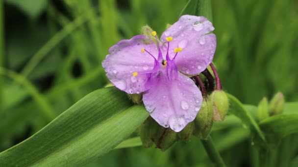 茶花的特写 紫色的花被雨滴覆盖在花园里 开花结果的处女膜植物 — 图库视频影像
