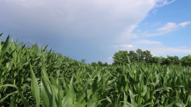 Yeşil mısır tarlasında kara fırtına bulutları. Yazın tarım arazisi