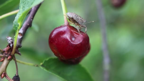 Brown Marmorated Shield Bug Eating Sour Cherry Fruit Tree Halyomorpha — Stock Video