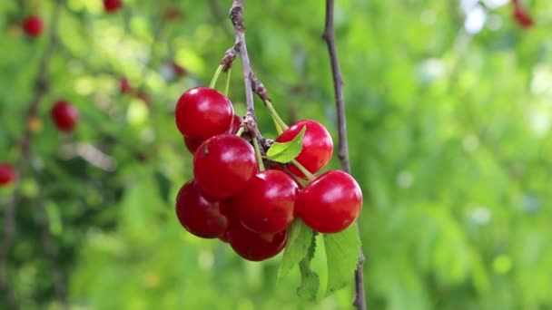 Reife Rote Trauben Von Sauerkirschfrüchten Zweig Obstgarten Sommer — Stockvideo