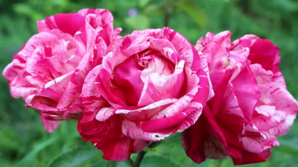 Beautiful Pink White Variegated Roses Branch Garden Summer — Stock Video