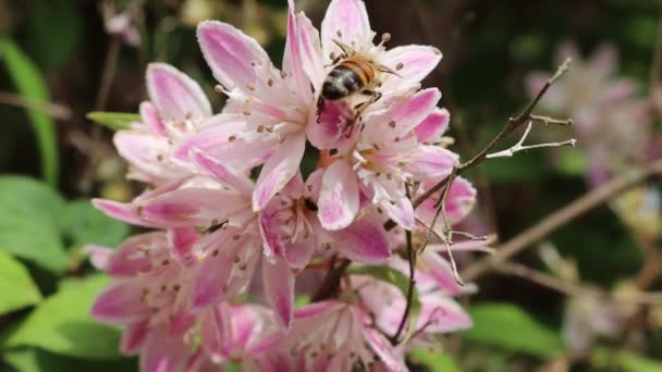 Abelha Mel Coletando Pólen Uma Flor Rosa Deutzia Tourbillon Rouge — Vídeo de Stock