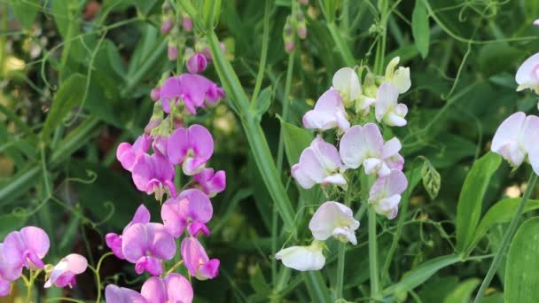 Růžové Bílé Květy Hrášku Zahradě Lathyrus Odoratus Jaře — Stock video