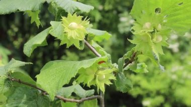 Bahçedeki dalda olgunlaşmamış fındık ağacı meyvesi. Corylus avellana ağacı