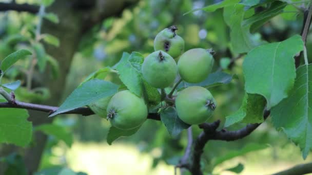 Κοντινό Πλάνο Μικρών Πράσινων Μήλων Που Φυτρώνουν Κλαδί Πάνω Δέντρο — Αρχείο Βίντεο