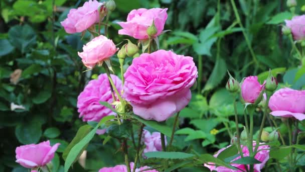 Belas Rosas Inglesas Cor Rosa Arbusto Jardim Primavera — Vídeo de Stock