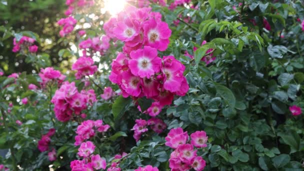 Belles roses roses et blanches grimpantes sur le buisson dans le jardin au printemps