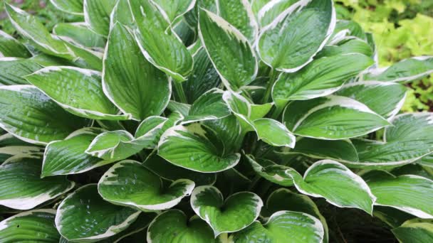 Variegada Planta Hosta Bajo Lluvia Jardín Primavera — Vídeos de Stock