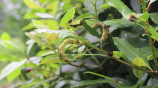 Krankheit Grünen Lorbeerblättern Auf Zweigen Garten Laurus Nobilis Mit Krankheit — Stockvideo