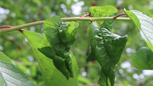 Enfermedad Hojas Cerezo Verde Rama Huerto Prunus Avium Con Enfermedad — Vídeos de Stock