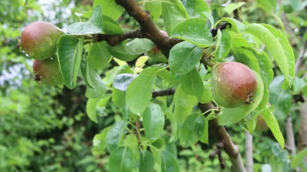 Onrijp Peer Fruit Takken Bedekt Met Regendruppels Boomgaard Lente — Stockvideo