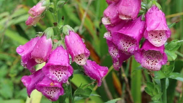 Lindas Flores Rosa Foxglove Cobertas Por Gotas Chuva Primavera Jardim — Vídeo de Stock