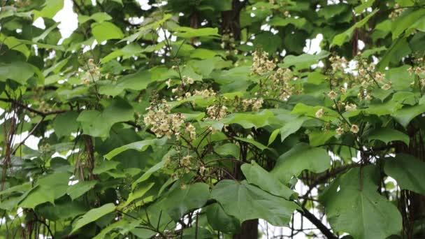 Gula Blommor Och Grönt Bladverk Catalpa Bignonioides Våren Trädgården — Stockvideo