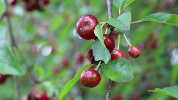 春には果樹園で枝に赤いチェリーを腐らせます 悪天候によるプルヌス セラサスの果実 — ストック動画