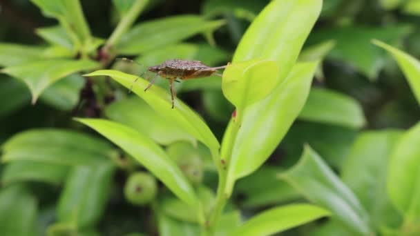 Bruin Schildwants Groene Bladeren Van Holly Bush Tuin Halyomorpha Halys — Stockvideo