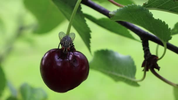 Calliphora Vomitoria Insecte Sur Fruit Mûr Mouche Noire Mangeant Cerisier — Video