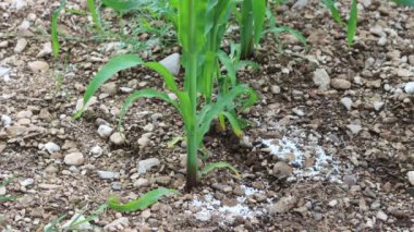 Baharda mısır tarlasında beyaz gübre ve genç mısır bitkileri. Tarım alanı 